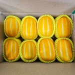 성주참외 산지직송 당도선별 가정용 2kg 3kg 5kg 꼬마 못난이 선물용 꿀참외 : 별숲농장