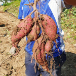 해남 강미자 꿀 고구마 3kg/5kg 베니하루카 : 친환경팔도