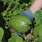 풋호박 키우기 채소재배 실내식물 텃밭 주말농장 생태학습 채소밭 : 누리스홈