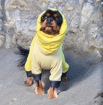 알파아이콘 독 가드 쿨 2컬러 2025년 : 미스터재팬