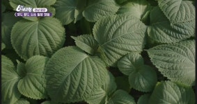 [GAP인증]열음농장, 밀양깻잎, 당일수확, 당일출하, 농장직송 500g, 1개 : 깻잎 열음농장