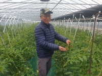 덕우농장 부산 대저 짭짤이 토마토 최상품 2.5kg : 덕우농장