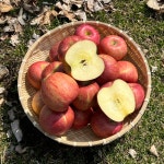 사과 부사 경북 청송사과 고당도 햇사과 못난이 5kg 10kg : 정가네 건강농장