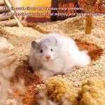 천연 햄스터 침구 냄새 제어 작은 동물 케이지 조경 용품 서식지 장식 귀 : 고운마켓5