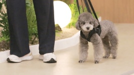 강아지 하네스 보행보조 디스크 재활 전후방 : 펫츠오앤피