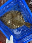 도다리회 강도다리 제철도다리 1kg : 통제영수산