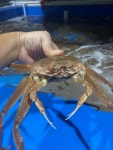 알 가득 북해도 빵게 러시아 홍게 대게 박달 활 짜박게 1kg : 꼭푸드