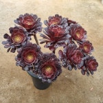 [수암다육] 마리드 단품 Aeonium Mardi Gras 다육 아프리카식물 다육식물 수입다육 플랜테리어 335 : 수암다육농장