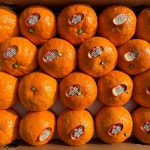 제주 카라향 3kg 선물용 가정용 : 토러스 팜