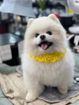 (엄마마음) 반려동물 강아지 고양이 레인보우 뜨개 케이프 : 엄마마음 딸넷