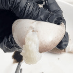 [신선창고] 서해안 활 쭈꾸미 1kg : 신선창고1993
