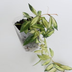 호야 라쿠노사 바리에가타 2 (동일상품배송) : leafresh