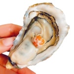 조개 꼬막 전복 굴칼 식당 야채 60식 전복칼 껍질까기 생굴 도구 굴까는도구 따기 5근입 2 5 1개 125 150g : 블루버드2501