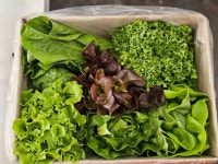 정진농장 유럽상추1kg 산지직송 당일수확 샐러드 야채  쌈채소 버터해드 프릴아이스 카이피라 단품 : 정진농장