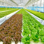 정진농장 유럽상추1kg 산지직송 당일수확 샐러드 야채  쌈채소 버터해드 프릴아이스 카이피라 단품 : 정진농장