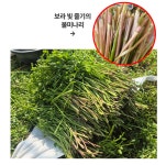 국내산 전남 나주 불미나리 4kg : 밤도토리