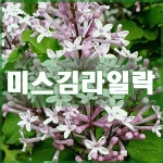 미스김 라일락나무 묘목 화분묘 : 현대조경농원
