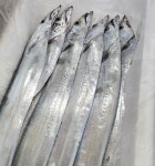 제주 생물갈치 특대 은갈치 수산물공판장 직송 : 미래청정수산