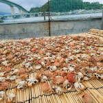 바다어보 국산 베이비크랩 300g 500g / 튀김용 미니게튀김 작은게 칠게 안주 육수 : 바다어보