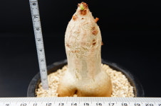 시포스템마 우터 마크로푸스-250320 아프리카식물 농장 싸이테스 멸종위기희귀식물 선인장 : 에이플랜트