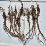 어수리종근1개 : 약용100세몰