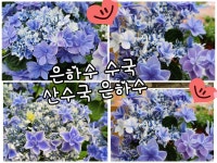 수국 은하수  수국 산수국 0088 특대 은하수 : 예그리나플라워