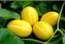 당일수확 당일배송 성주참외 못난이 꿀참외 2kg 3kg 5kg : 영이스마트농장