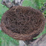 새 둥지 모형 25cm 네츄럴 소품 장식 새집 새장 오브제 공예품 버드하우스 : 더리얼스엠데코