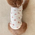 강아지실내복 티셔츠 여름옷 오가닉 스프링클 테디 싱글 멍고메리 : 꼴레트멍멍 스토어