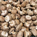 계룡산 왕 표고버섯 상품 1kg 2kg 선물세트 국내산 산지직송 선물용 생표고 (상등급) : 한들마당