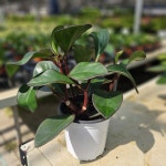 홍페페 페페로미아 중형 모종 키우기쉬운 공기정화식물 식물교감 : 식물교감