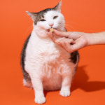 펫프리카 메가 소프트 연어 트릿 440g 고양이 강아지 대용량 동결건조 간식 : 펫프리카스토어