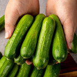 껍질째 먹는 미니오이 스낵용 산지직송 1kg,2kg,4kg : 파미르마켓