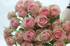 (빅이벤트) 로즈피아 자나 장미 꽃많은 신선한 오래보는 생화 10대 29송이이상 농장 직송 : 주식회사 로즈피아