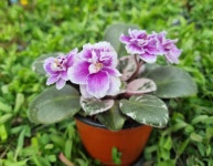 미니바이올렛 퓨터벨 / 사계절꽃 다년생식물 키우기 초보추천 : 꽃길일번지