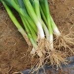 산지직송 부드러운 국내산 대파 한단 1kg : 패밀리 농부당