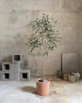 올리브나무 개업선물 거실화분 축하화분 Treefour : Treefour