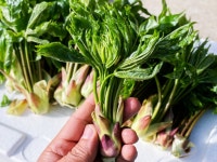 국내산 두릅 참두릅 땅두릅 엄나무순(개두릅) 오가피순 가죽나물 눈개승마 눈꽃땅두릅 백미향 : 웰빙 맑은내음