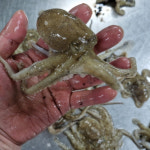 주꾸미 쭈꾸미 1kg 제철 냉동 활 : 자연애수산