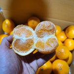 가정용 제주 카라향 3kg 5kg : 복.플.복