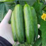 껍질째 먹는 미니오이 스낵용 산지직송 1kg,2kg,4kg : 파미르마켓