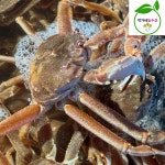 러시아 활어 박달대게 3kg(3-4미) 수율80% : 박가네농수산