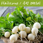 래디시키우기 헤일스톤(화이트)  Hailstone Radish 하얀색 래디시 학습용자료 : 나만아는