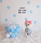 강아지포토존 하늘 행복상자 애견 배경 카페 유치원 어린이날 가정의달 어버이날 5월 개린이날 : 안녕지니