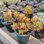 [수암다육] 루비틴트 랜덤발송 Sedum Ruby Tint 다육 다육이 다육식물 반려식물 국민다육 : 수암다육농장