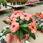 식물교감 일일초 매일초 꽃모종 봄꽃 키우기쉬운식물 : 식물교감