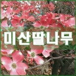 미산딸나무 묘목 꽃산딸나무 : 현대조경농원
