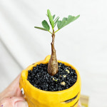 와이키키농장 세나 메르디오날리스 미니 희귀 아프리카 귀여운 호랑이 화분 반려 책상 식물 : 와이키키 농장