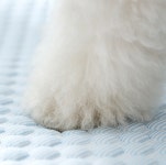 매일그개와 강아지 방석 냉감 패드 아이스 방석 쿠션 고양이 : 펫스타쇼핑