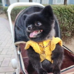 반려 동물 유앤아이 펫 스트롤러 접이식 원터치 폴딩 캐리어 그레이 브라운 : 즐거운생활쇼핑몰